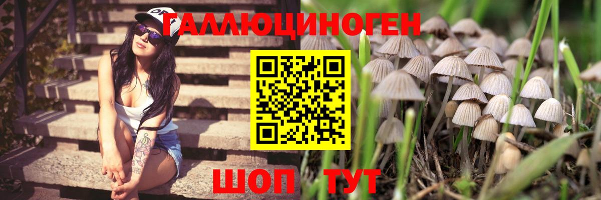 Куйбышев  Псилоцибиновые грибы прущие грибы  Галлюциногенные грибы Psilocybe  Вход с VPN 
